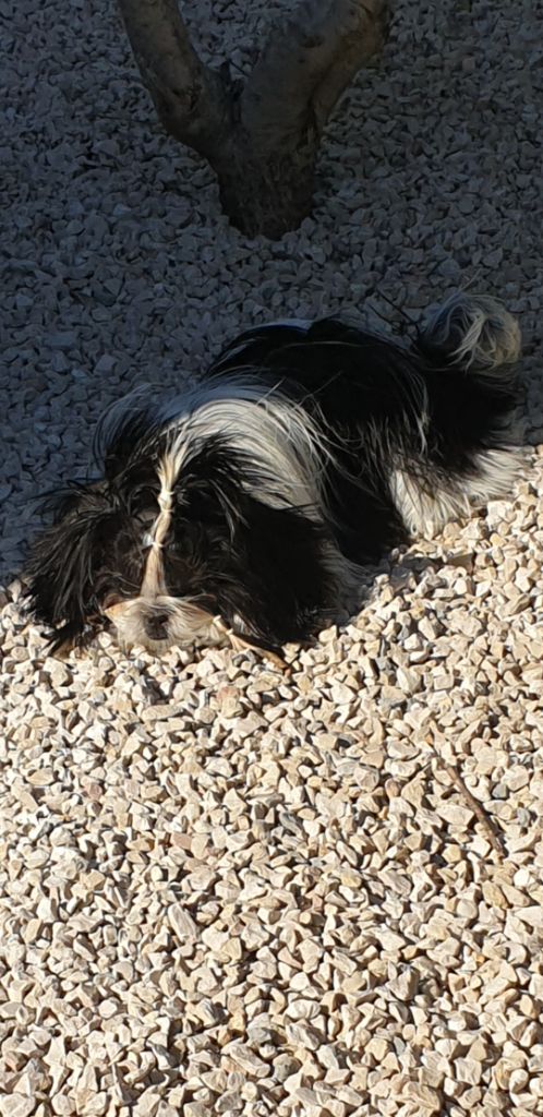 Publication : Du Domaine Du Shiloh