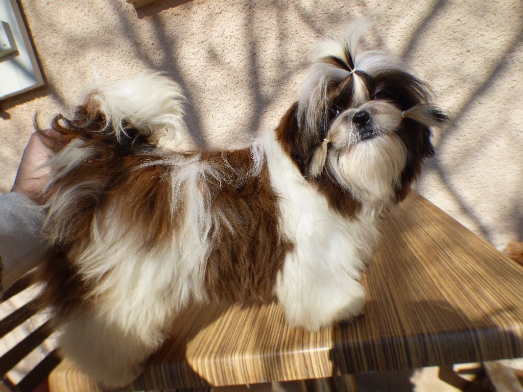 Mahalya Du Domaine Du Shiloh