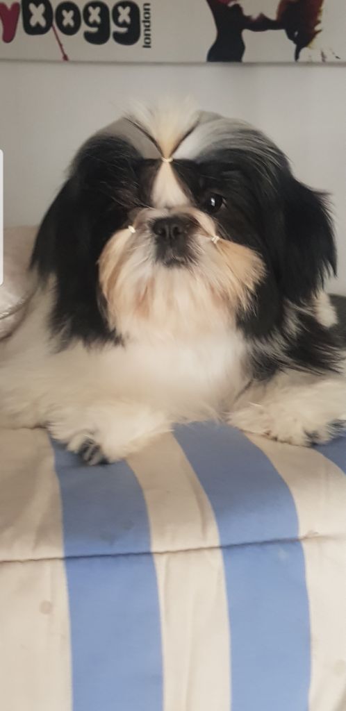 Publication : Made In Albizzia