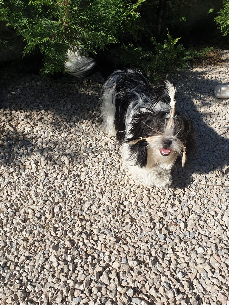 Publication : Du Domaine Du Shiloh