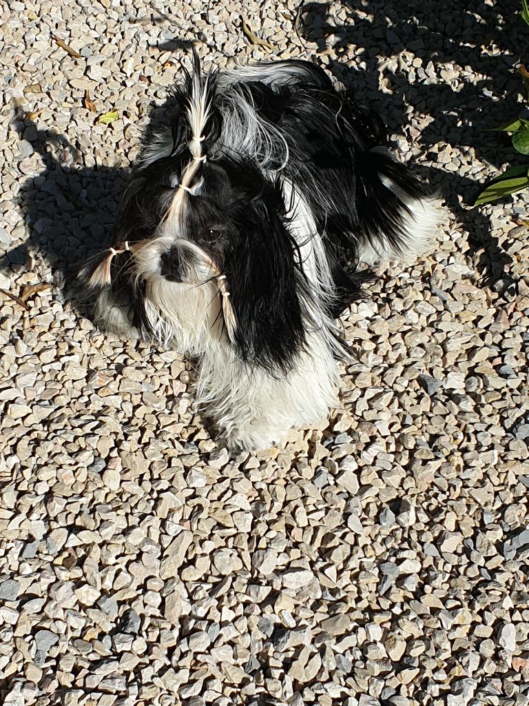 Publication : Du Domaine Du Shiloh