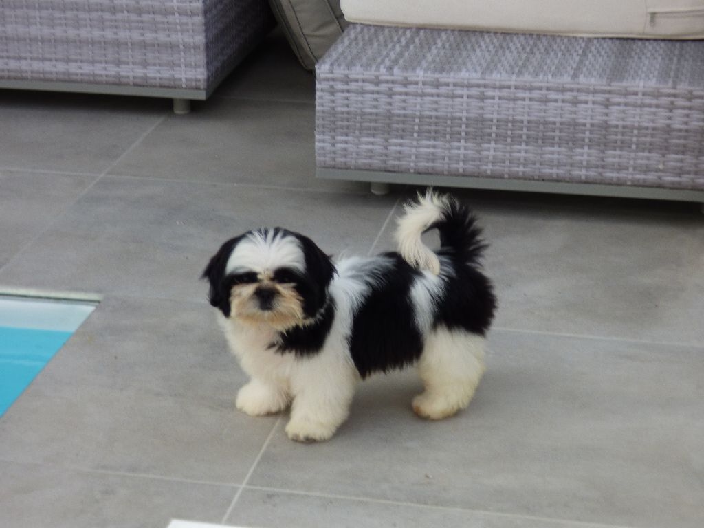 Publication : Made In Albizzia