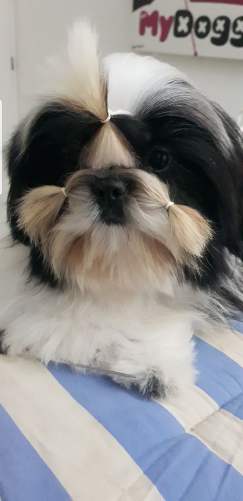 Publication : Made In Albizzia