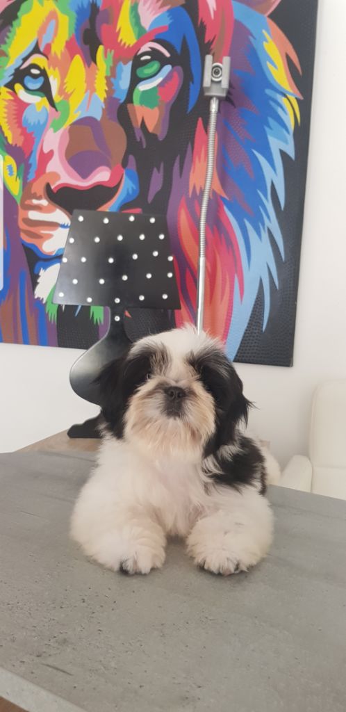 Publication : Made In Albizzia