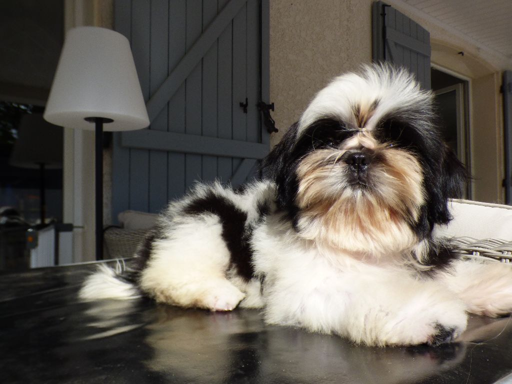 Publication : Made In Albizzia