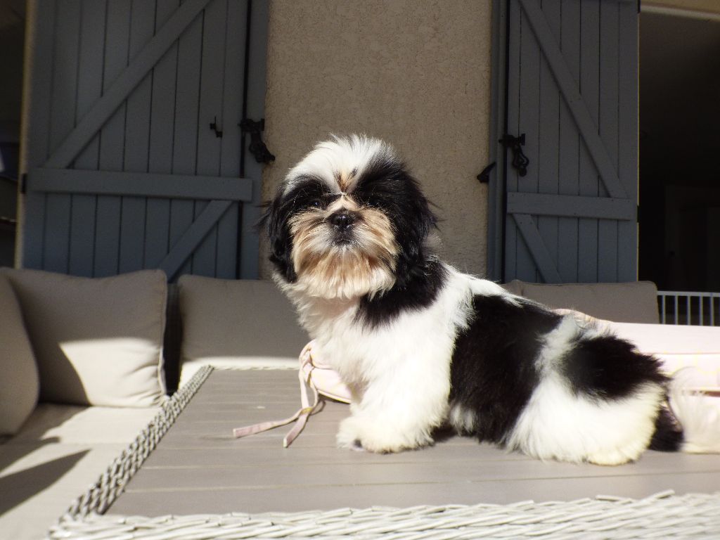 Publication : Made In Albizzia