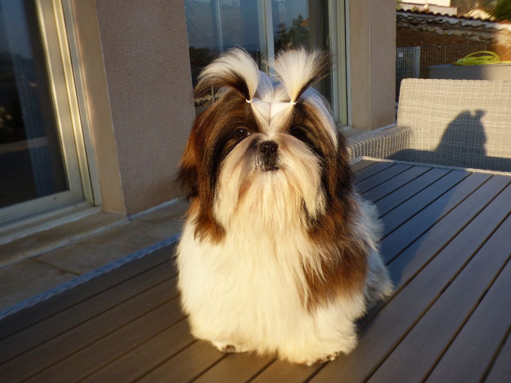 Mahalya Du Domaine Du Shiloh