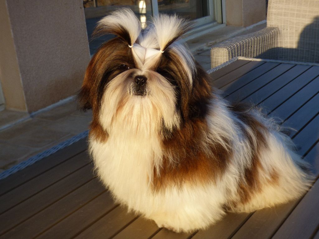 Mahalya Du Domaine Du Shiloh