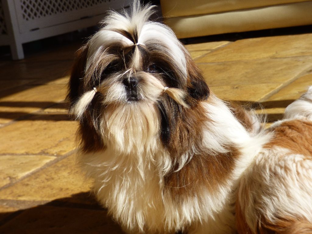 Mahalya Du Domaine Du Shiloh