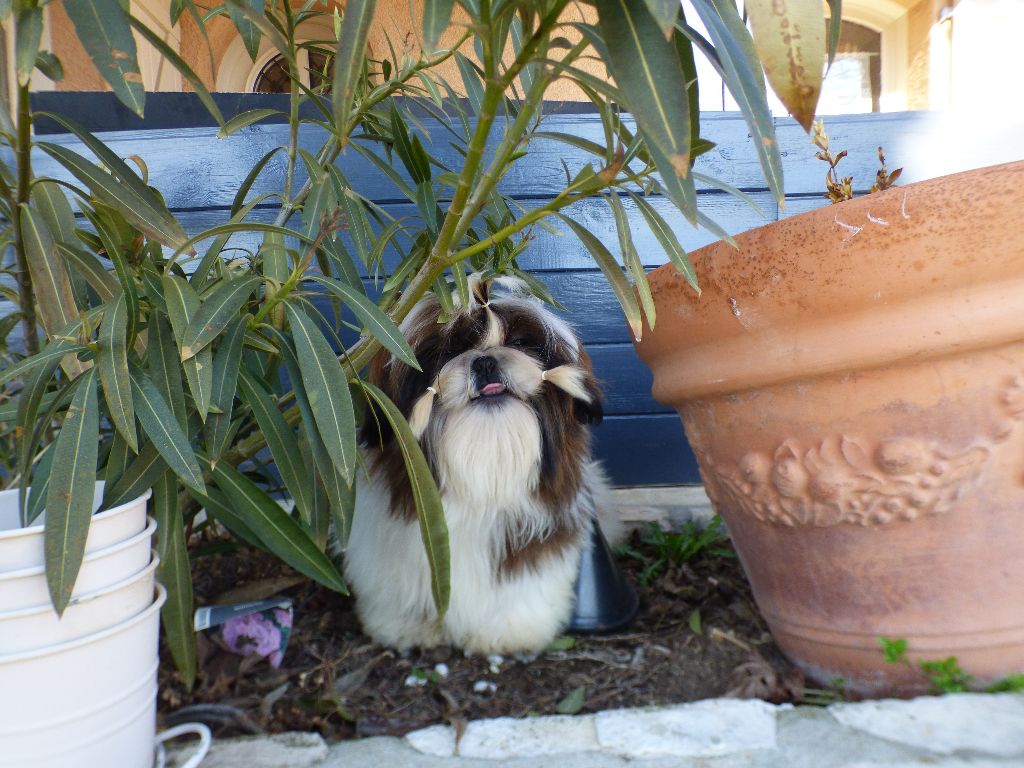 Mahalya Du Domaine Du Shiloh