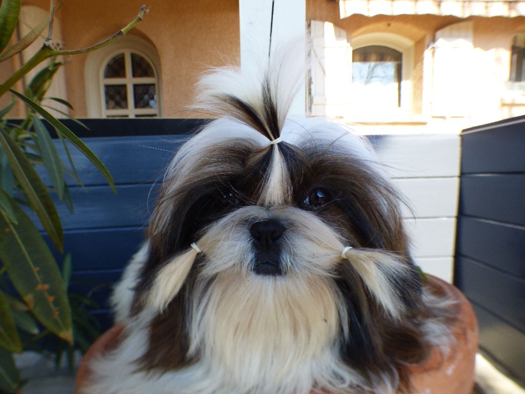 Mahalya Du Domaine Du Shiloh