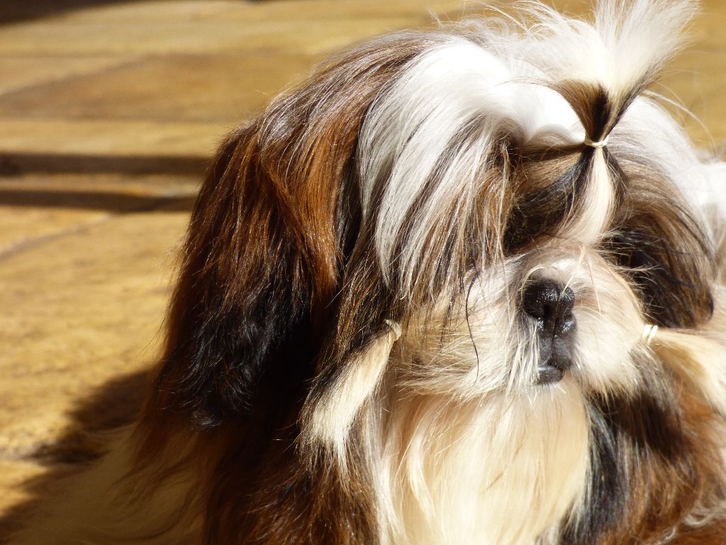 Mahalya Du Domaine Du Shiloh