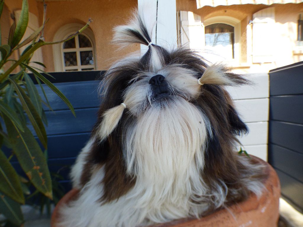 Mahalya Du Domaine Du Shiloh