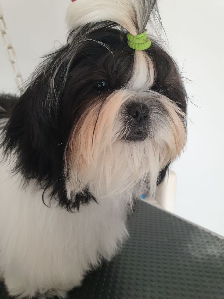 Publication : Du Domaine Du Shiloh