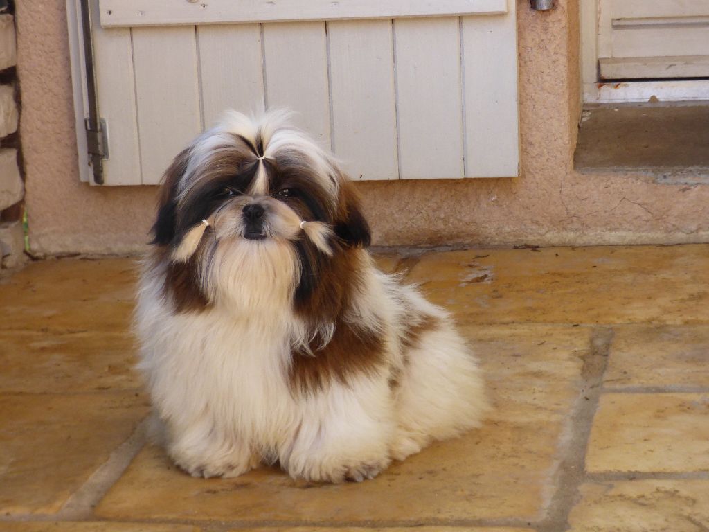 Mahalya Du Domaine Du Shiloh