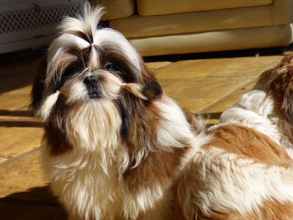 Mahalya Du Domaine Du Shiloh