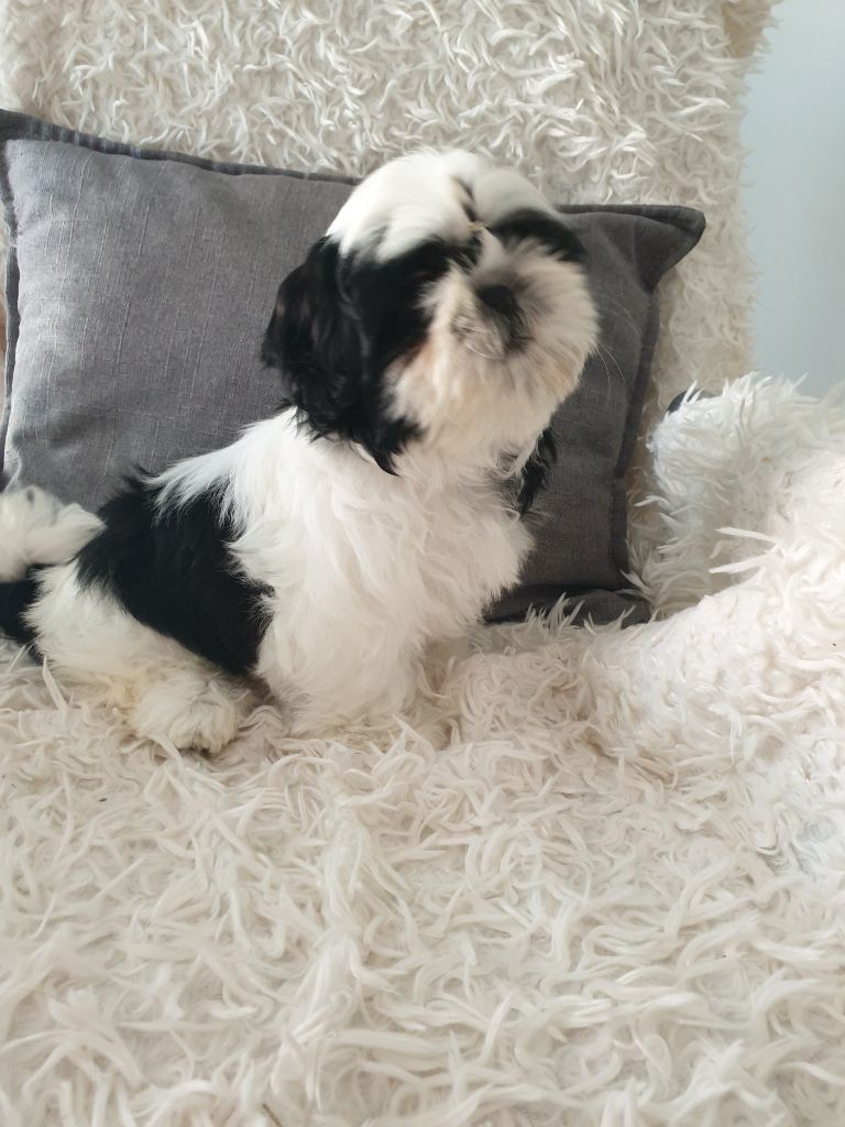 Publication : Du Domaine Du Shiloh