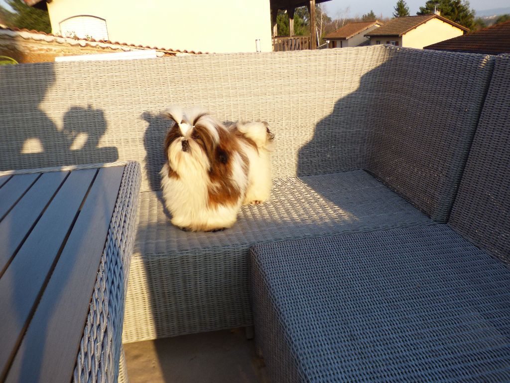 Mahalya Du Domaine Du Shiloh