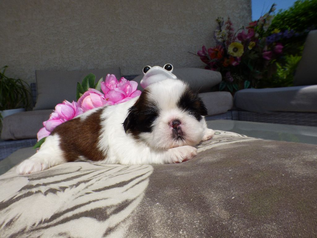 Publication : Du Domaine Du Shiloh