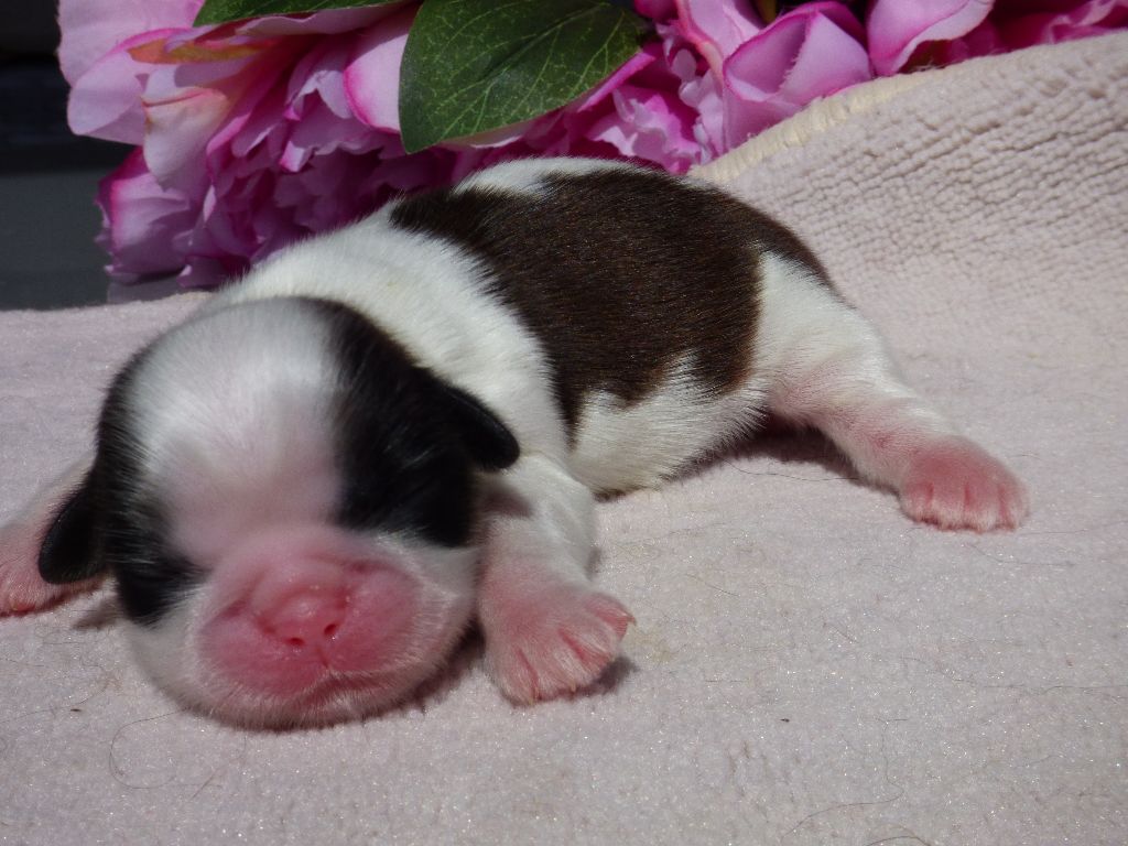 Publication : Du Domaine Du Shiloh