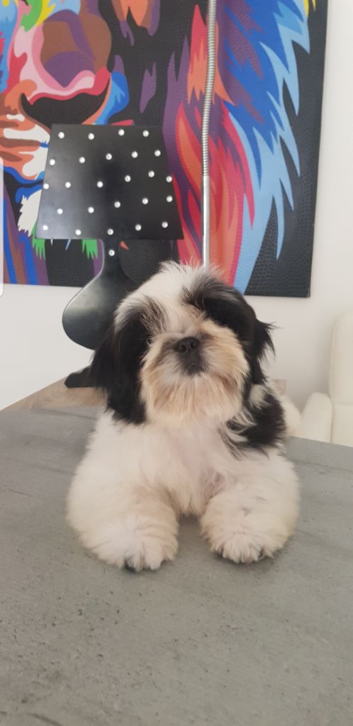 Publication : Made In Albizzia