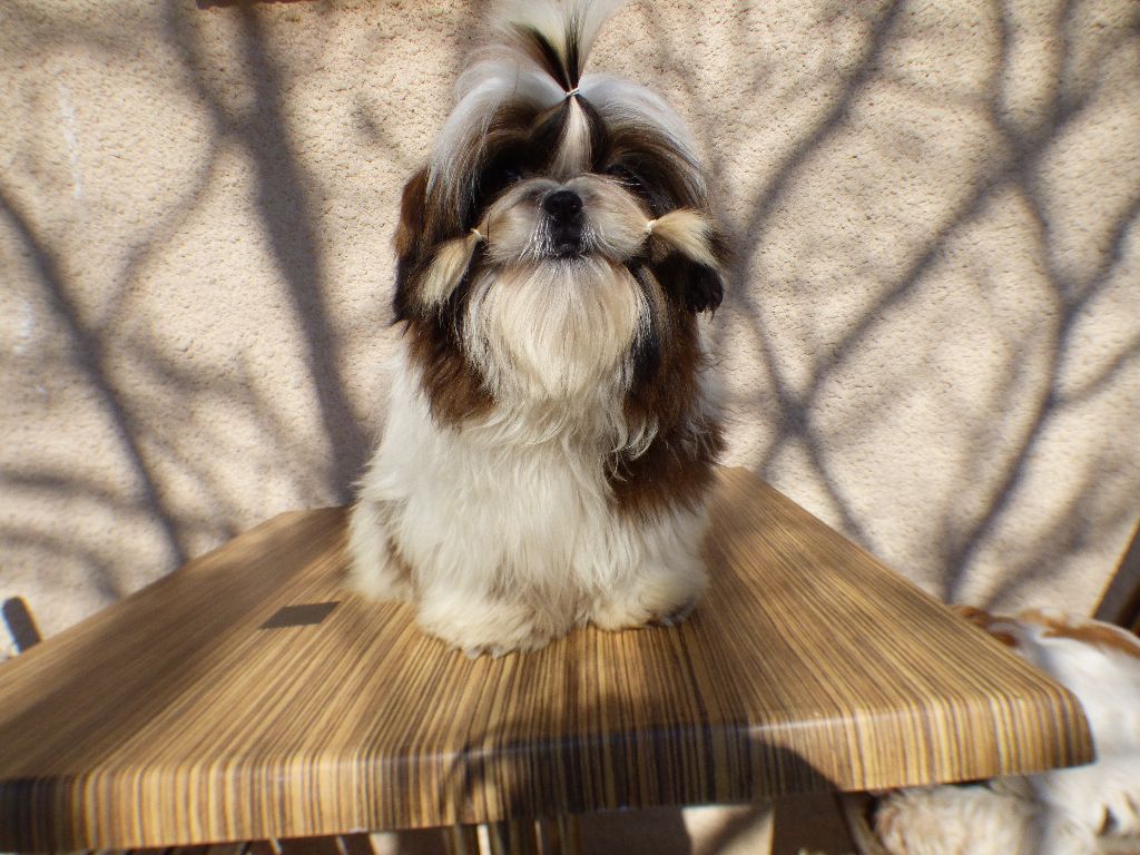 Mahalya Du Domaine Du Shiloh