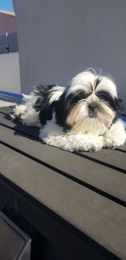 Publication : Du Domaine Du Shiloh