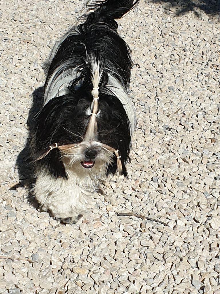 Publication : Du Domaine Du Shiloh