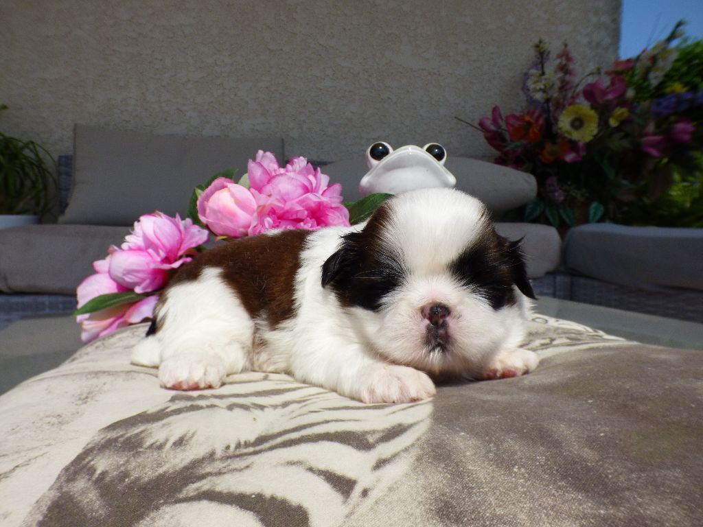 Publication : Du Domaine Du Shiloh