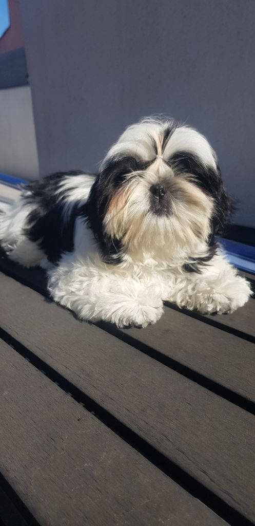 Publication : Du Domaine Du Shiloh