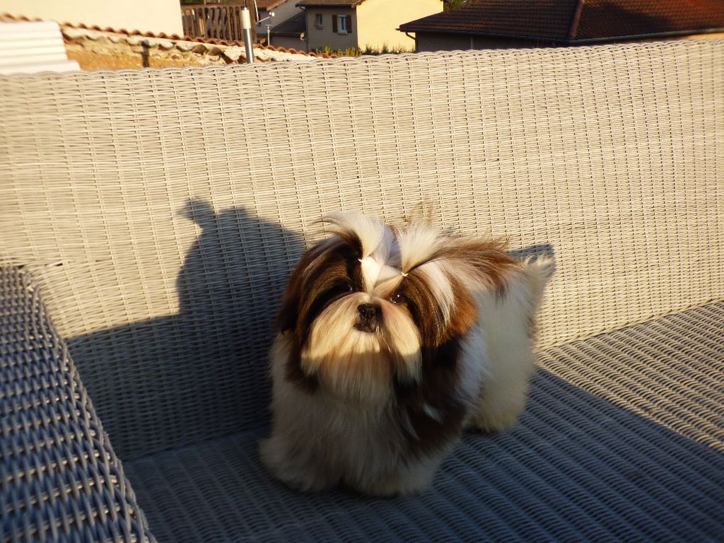 Mahalya Du Domaine Du Shiloh