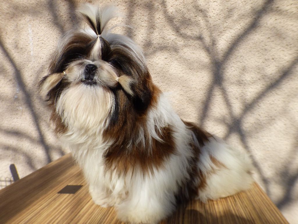 Mahalya Du Domaine Du Shiloh