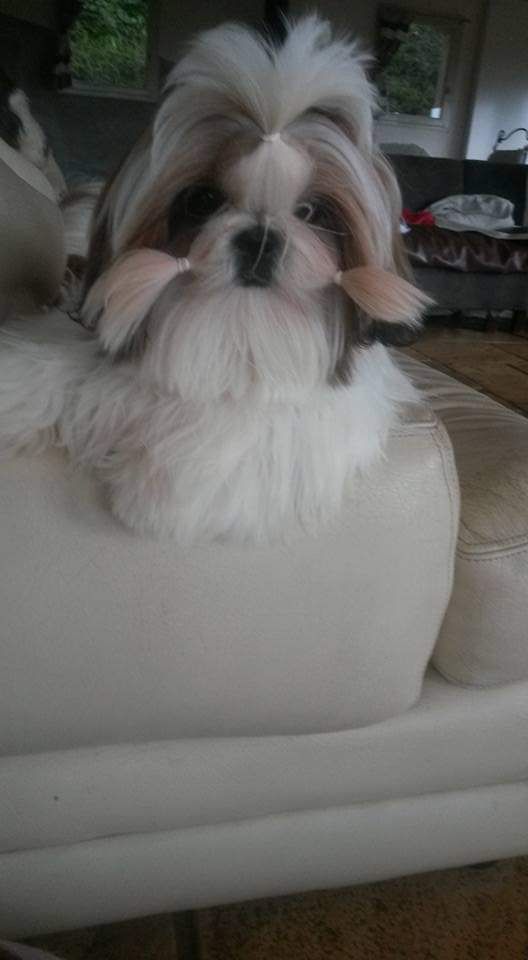 Publication : Du Domaine Du Shiloh