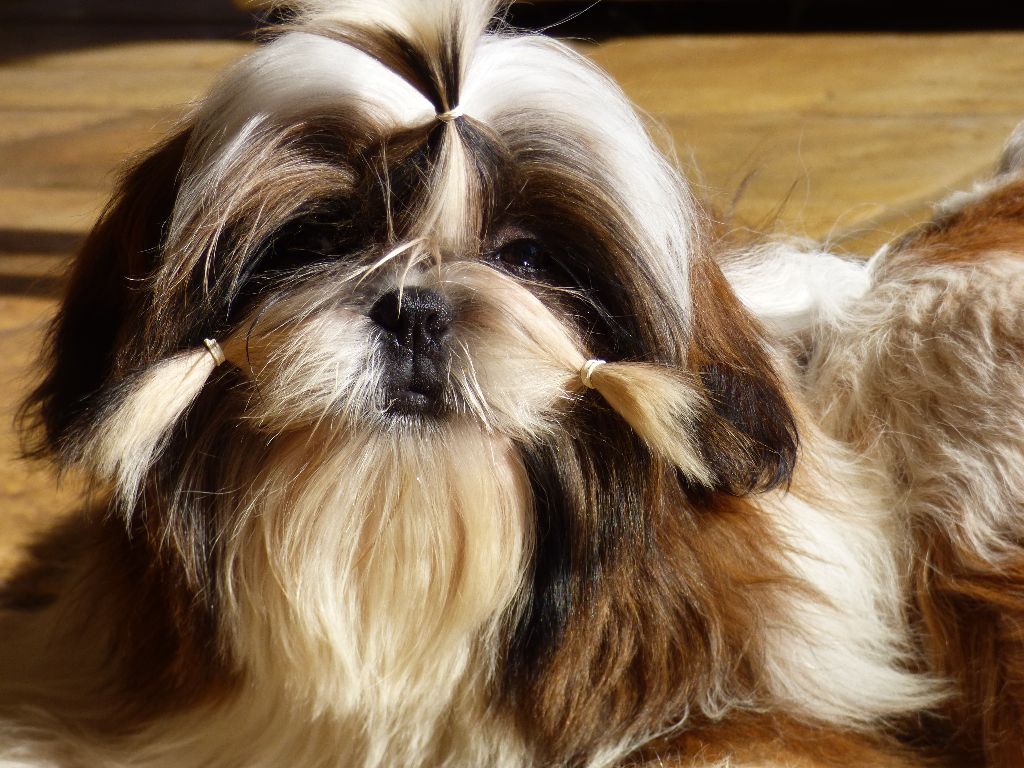 Mahalya Du Domaine Du Shiloh