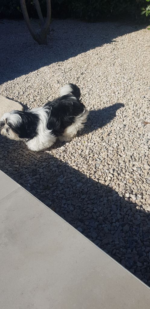 Publication : Du Domaine Du Shiloh