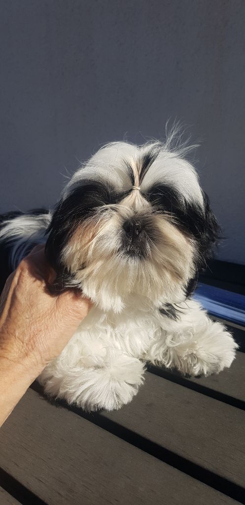 Publication : Du Domaine Du Shiloh