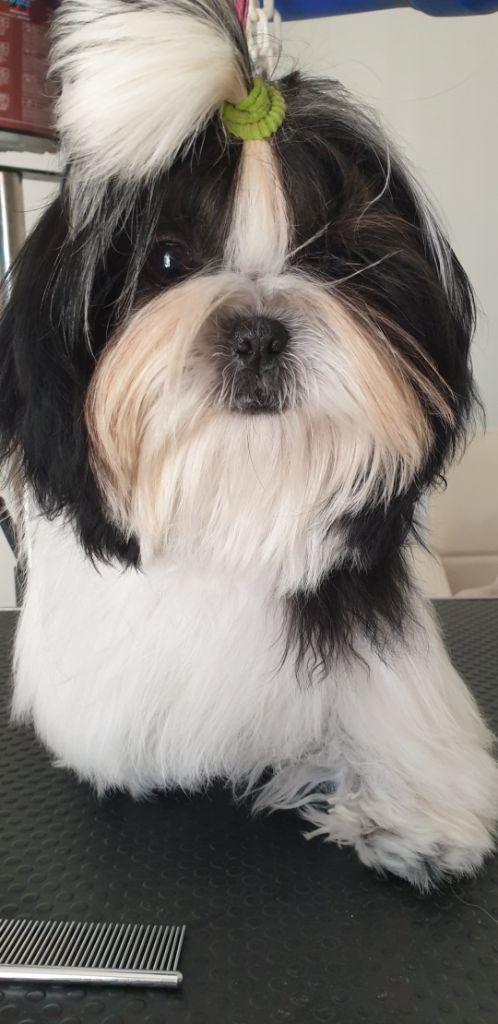 Publication : Du Domaine Du Shiloh