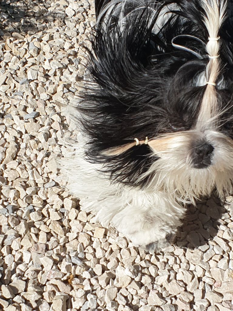 Publication : Du Domaine Du Shiloh