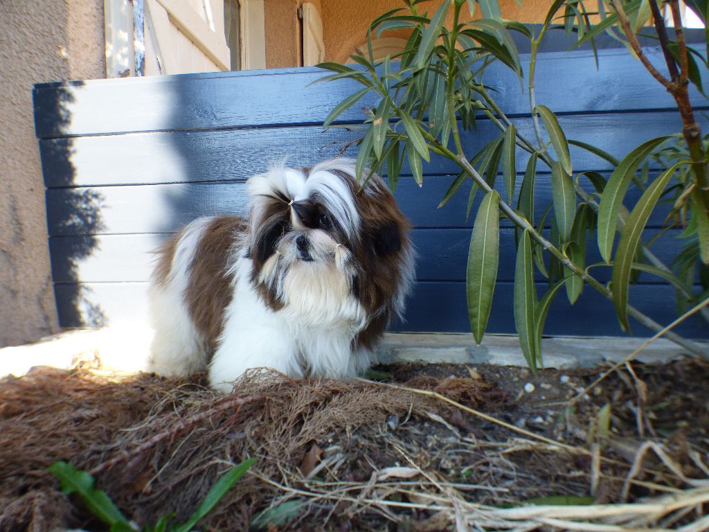 Mahalya Du Domaine Du Shiloh