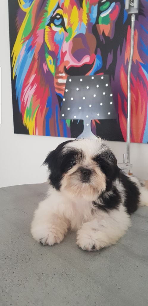 Publication : Made In Albizzia