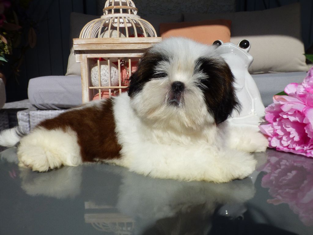 Publication : Du Domaine Du Shiloh