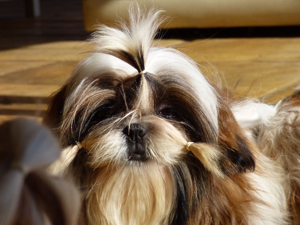 Mahalya Du Domaine Du Shiloh