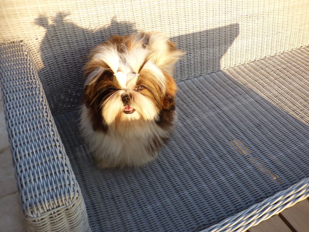 Mahalya Du Domaine Du Shiloh