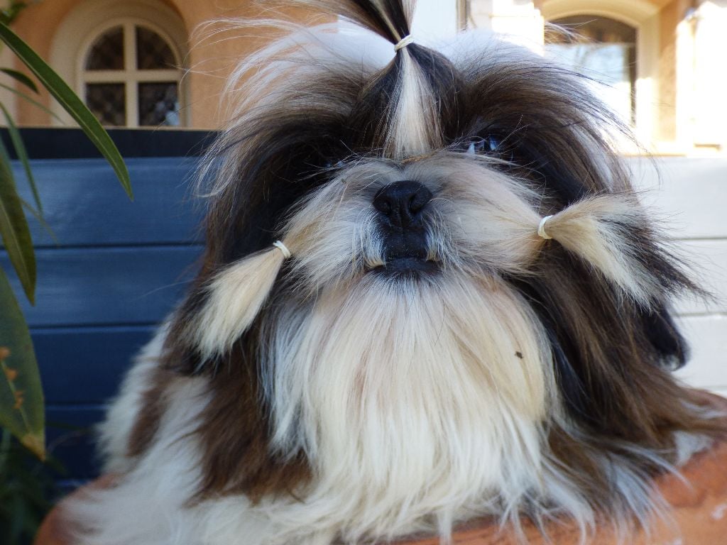 Mahalya Du Domaine Du Shiloh