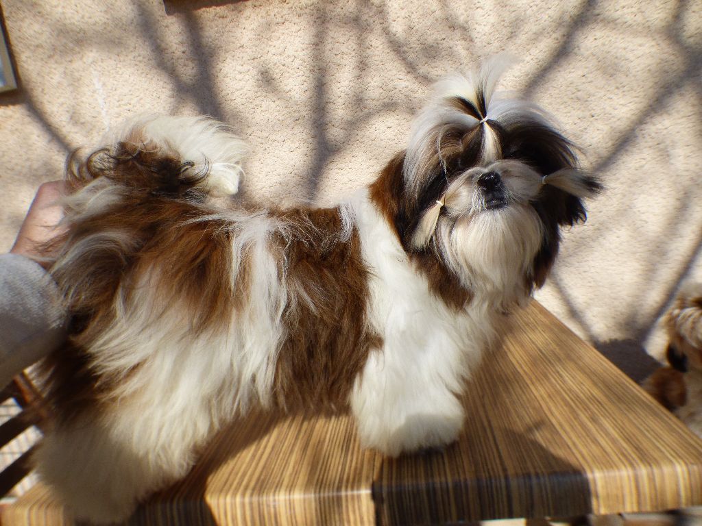 Mahalya Du Domaine Du Shiloh