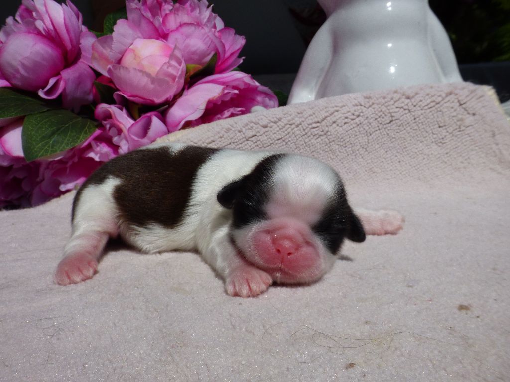 Publication : Du Domaine Du Shiloh