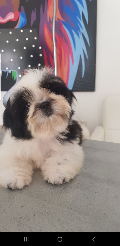 Publication : Made In Albizzia