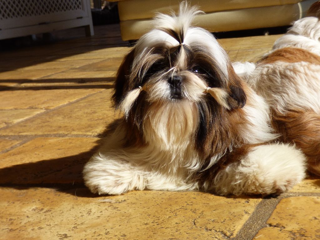 Mahalya Du Domaine Du Shiloh