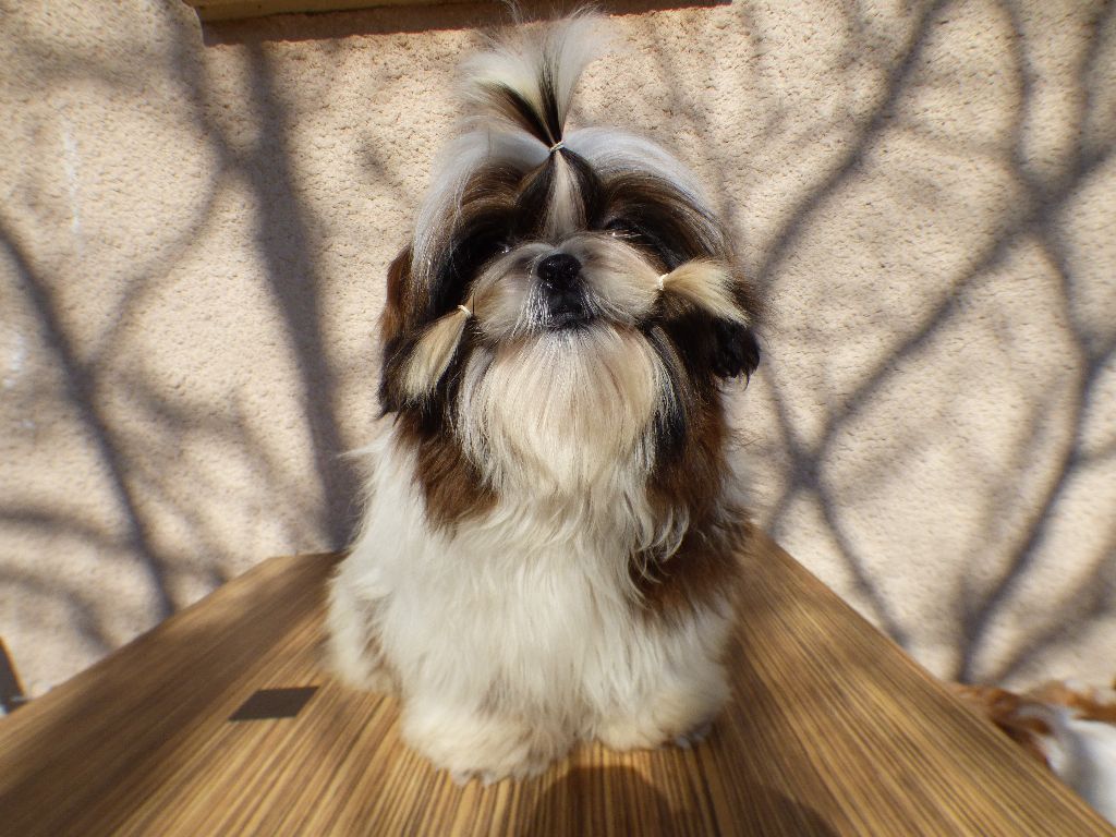 Mahalya Du Domaine Du Shiloh