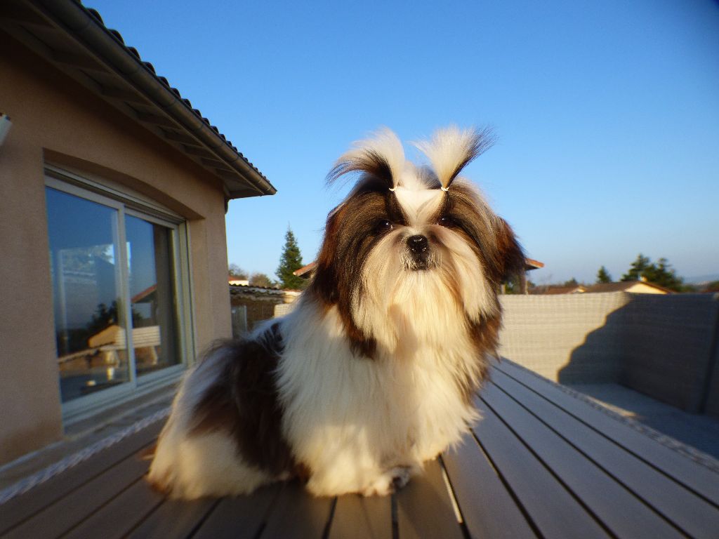 Mahalya Du Domaine Du Shiloh